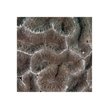 Underwater Beauty I Print by Austin Beiv