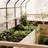 8 ft. W x 8 ft. D Cedar Garden in a Box with Greenhouse Covering