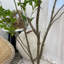Faux arbre artificiel japonais Enkianthus-967423161