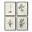 «Vintage Floral Print», impression encadrée «ACC», par 4-331365607-331365600