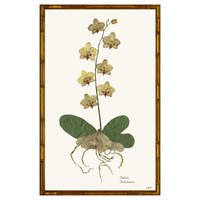 Orchid II Print