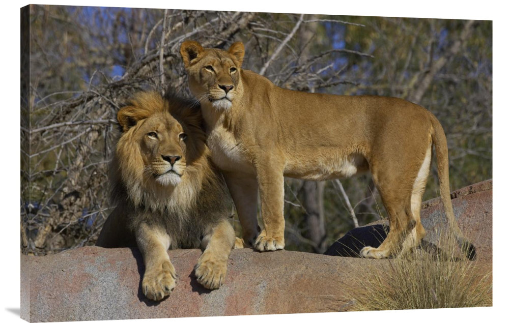 " African Lion Male And African Lioness, Native To Africa " East Urban Home