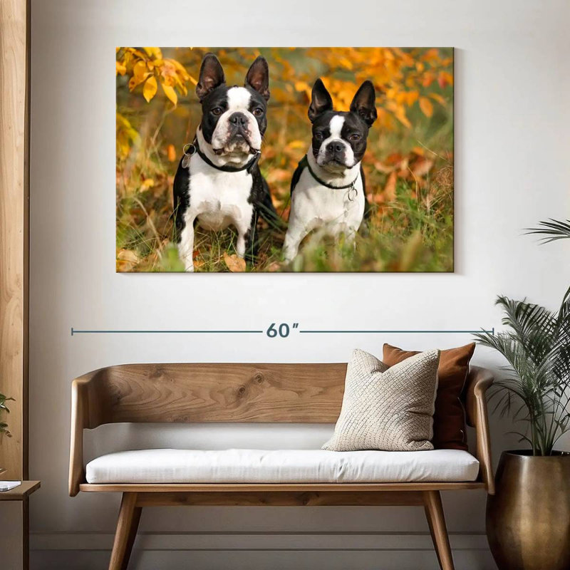 Boston Terrier Couple, H 32 po x l 48 po