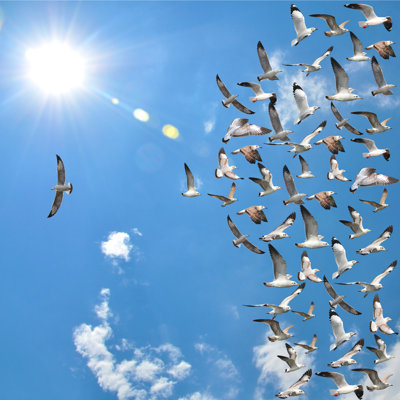 " Flying Seagull Birds " by Thawats
