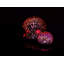 Ensemble de 3 orbs étoile observer-32567457