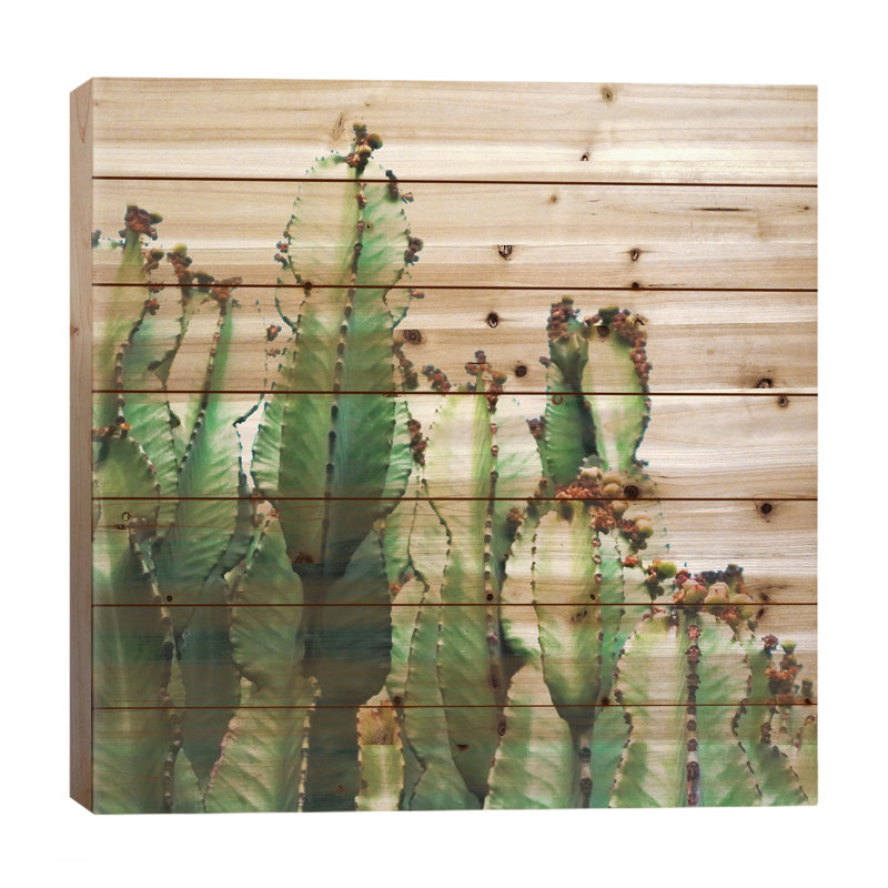 Cactus Love