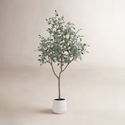 Adagio Ficus Tree in Pot