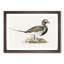 Male Long-Tailed Duck by Von Wright - Framed Print-55576792-55576797