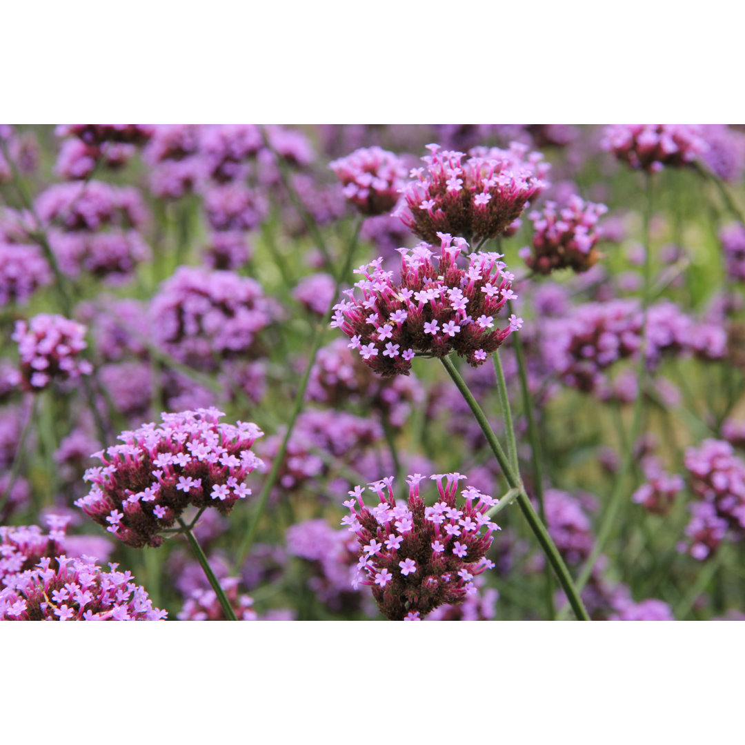 Leinwandbild Verbena Bonariensis Flower