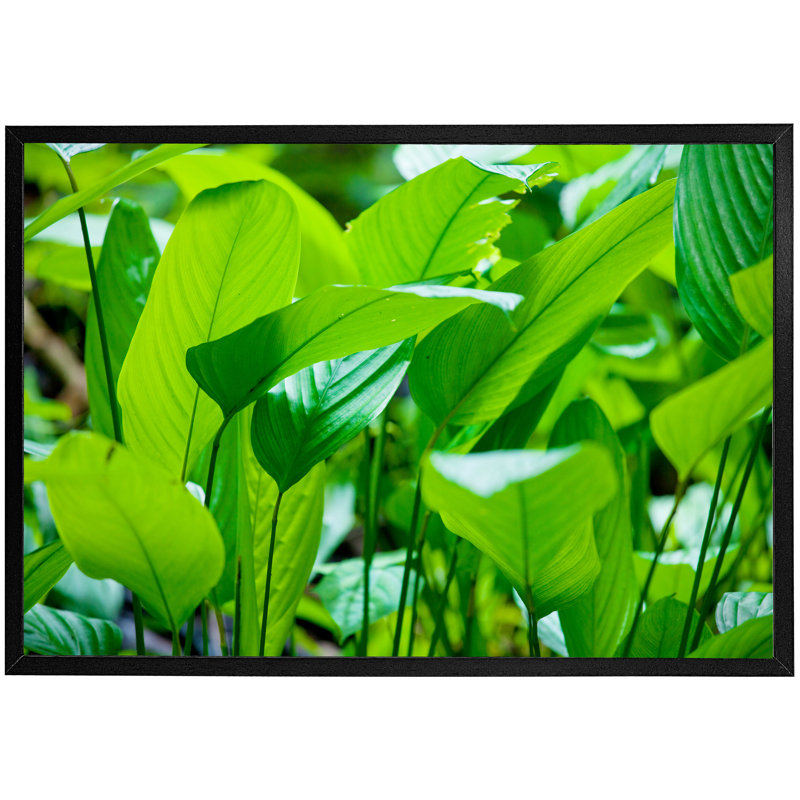 Abrie Single Picture Frame Print, Black Framed, 76cm H x 114cm W x 4cm D