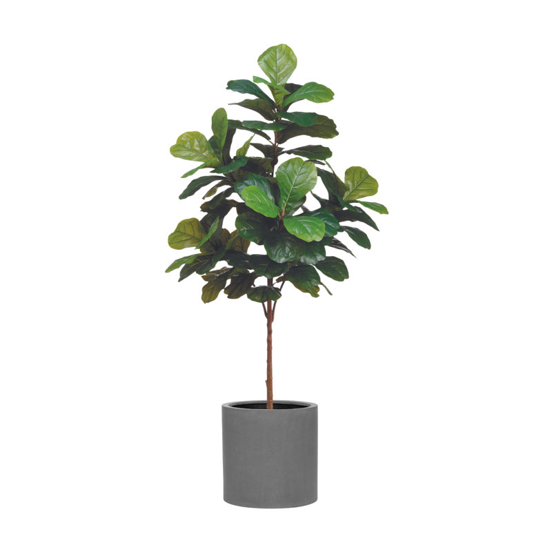 6' Fiddle Leaf Tree with Fiberstone Planter