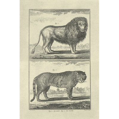 Lion & Tiger by Denis Diderot - Wrapped Canvas Print