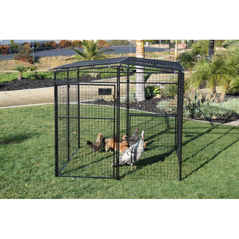 Epsilon 48.8 Square Feet Walk In Chicken Run For Up To 6 Chickens