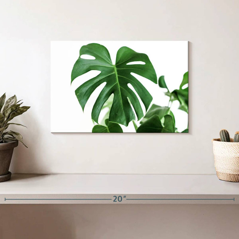 Feuille Harnek Monstera, H 8 po x l 12 po