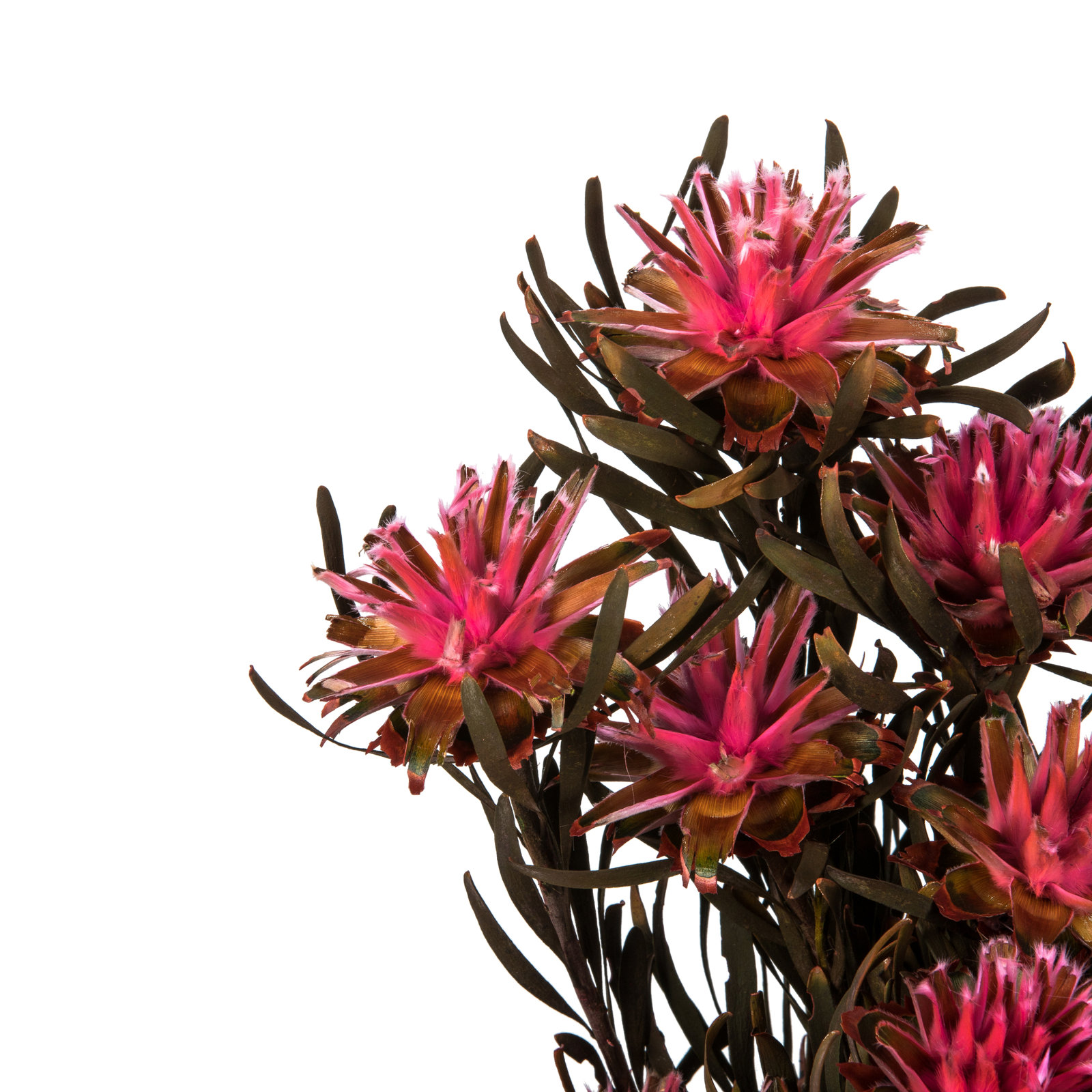 Preserved Plumosum Stems, Pink