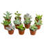 9 Piece Costa Farms Live Succulent Low Maintenance Plant in Plastic Nursery Pot
