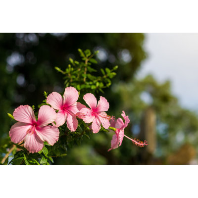 " Beautiful Pink Hibiscus Flowers "