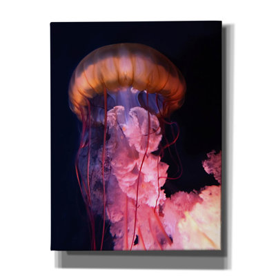 «Gelly» par PhotoINC Studio