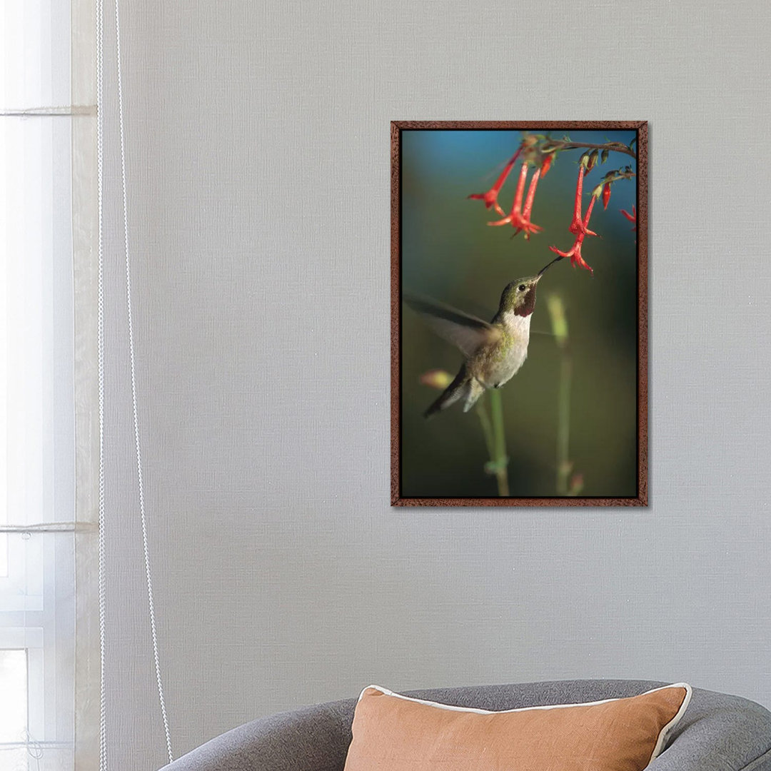 Broad-Tailed Hummingbird Feeding On Scarlet Gilia Flowers, New Mexico von Tim Fitzharris - Gallery-Wrapped Canvas Giclée...