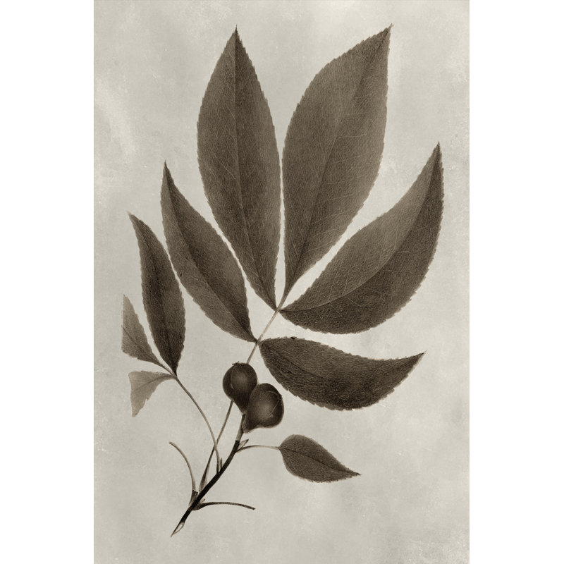 Arbor Specimen V by Vision Studio - Wrapped Canvas Painting, 46cm H x 30cm W x 3.8cm D