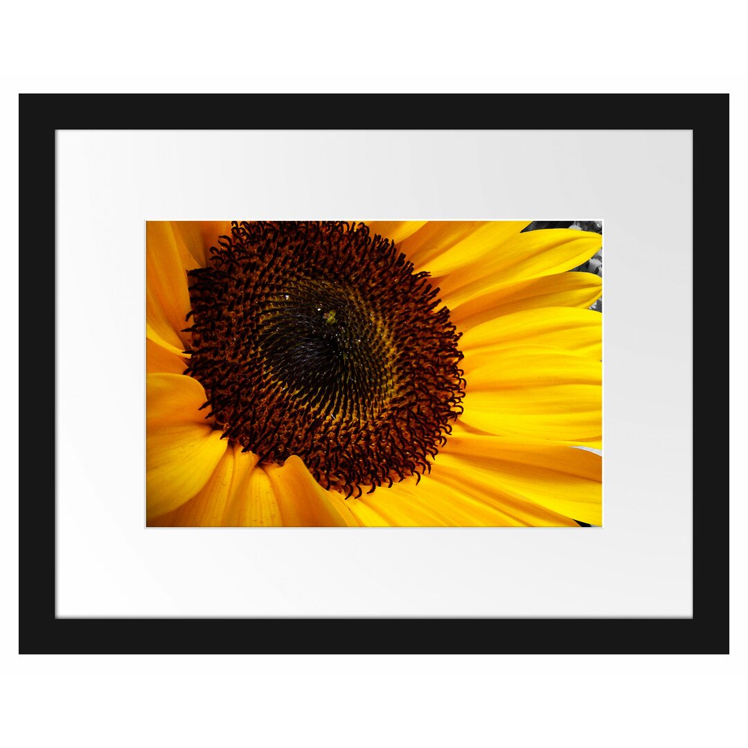 Große anmutige Sonnenblume Gerahmte Fotokunstdruck Poster