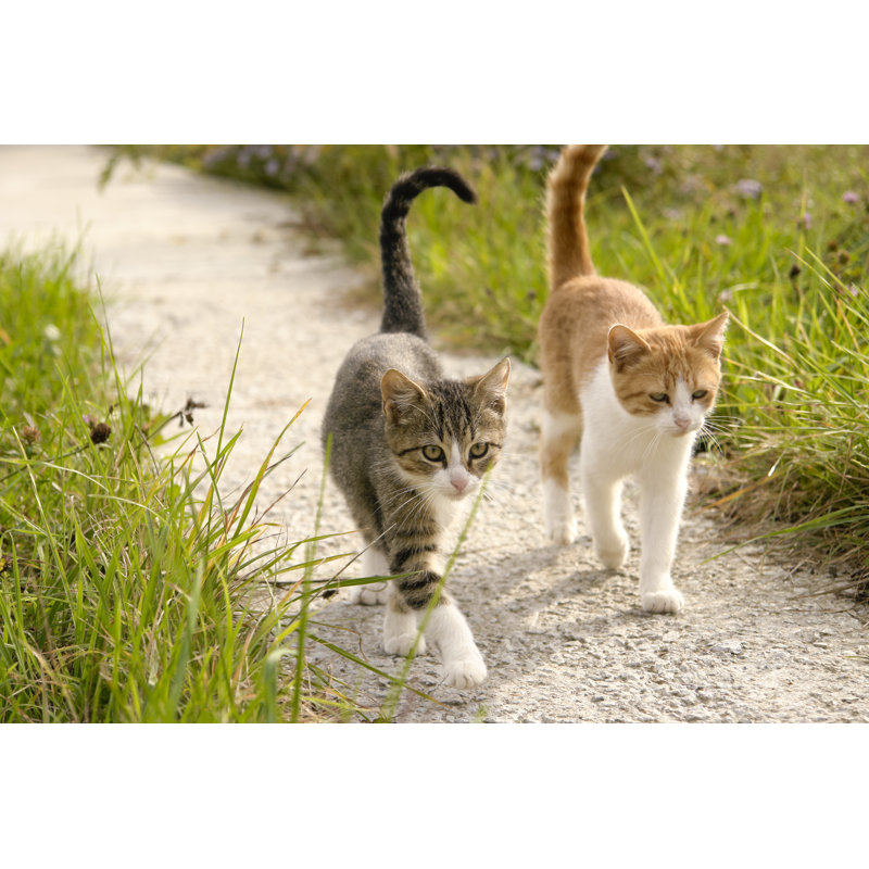 Tails Up, Let's Go! - Wrapped Canvas Print, 30cm H x 46cm W