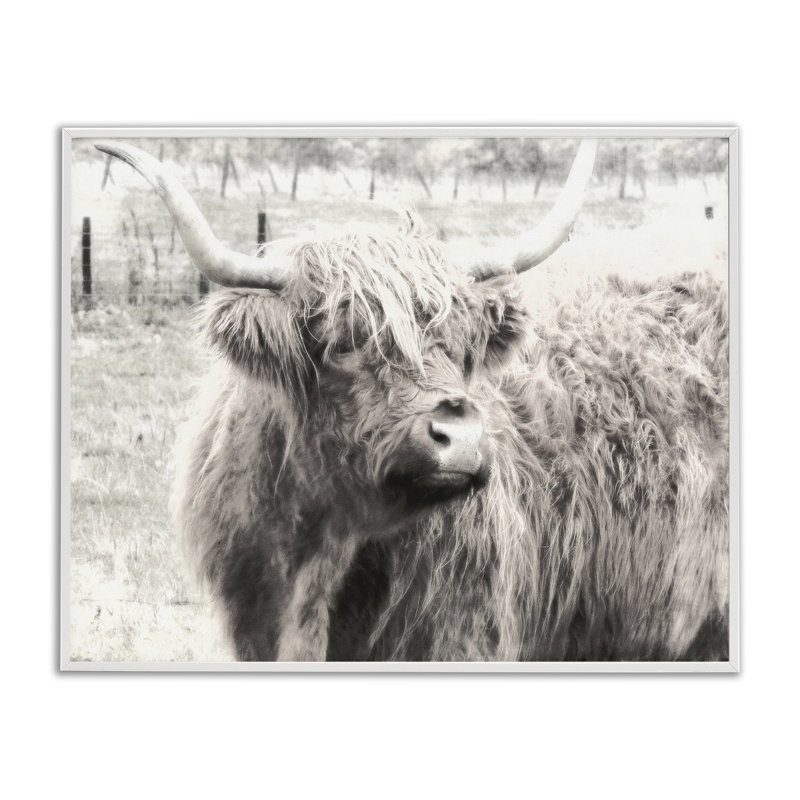 Highland Cow Gazing Portrait, estampe numérique encadrée par Graffi *ee Studios, H 11 po x l 14 po