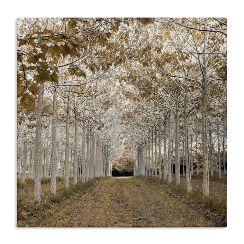 Toile Birch Grove or blanc, design par Assaf Frank, H 24 po x l 24 po