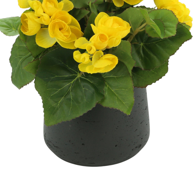 Arrangement floral bégonia, Jaune, Noir