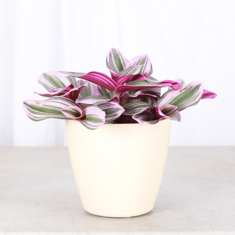Live Tradescantia Nanouk Plant, Natural