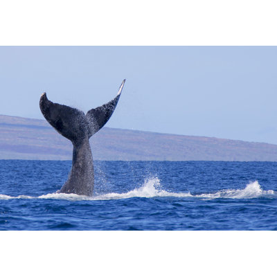 " Humpback Whale Tail " by Erin Donalson