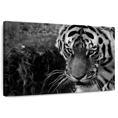 Tigre noir et blanc Brampt