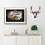 Hawk - Picture Frame Graphic Art Print-56863367-56863371