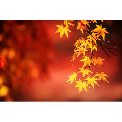 «Autumn Japanese Maple» par Nicholashan - Photographie sur toile tendue