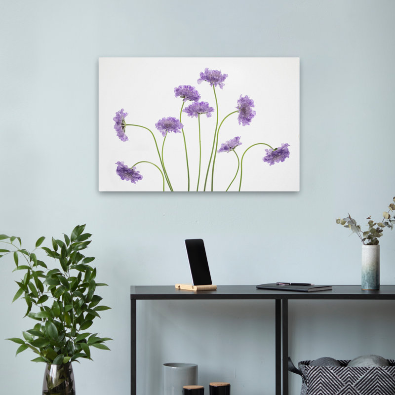 «Plants, Flowers, Pincushions # 2», art mural, H 16 po x l 24 po