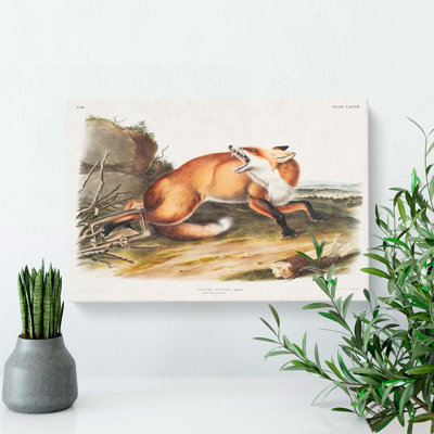 Fox Caught In A Trap by J.W. Audubon - Wrapped Canvas
