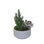 Faux Cactus Succulent in Pot
