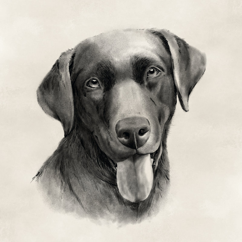 Gris anthracite Labrador I, H 20 po x l 20 po