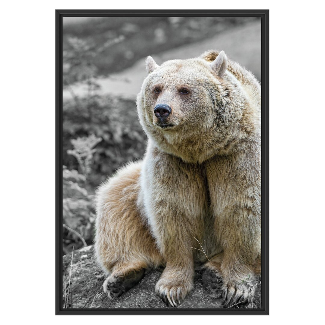 Gerahmtes Wandbild Grizzlybär Bär auf Stein