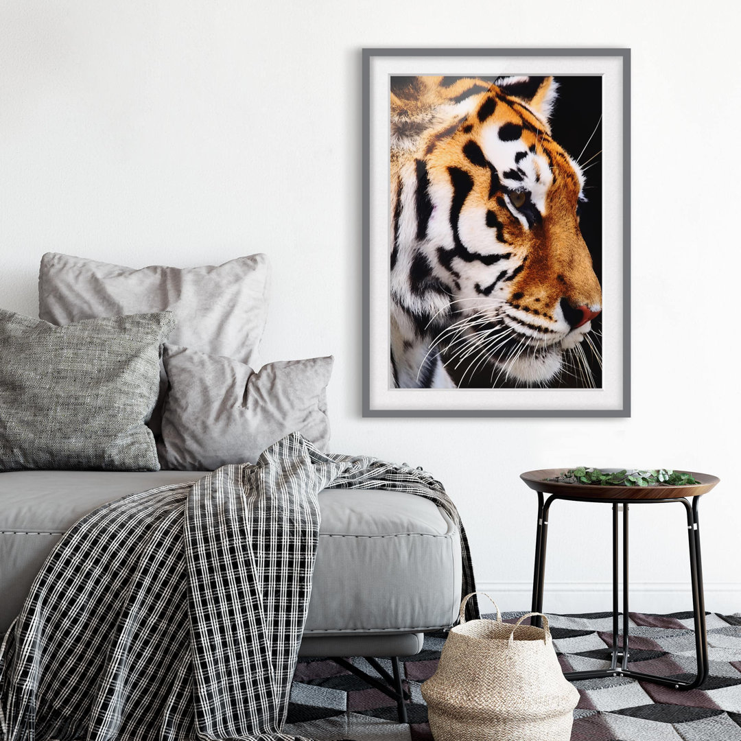 Gerahmtes Poster Tiger Beauty