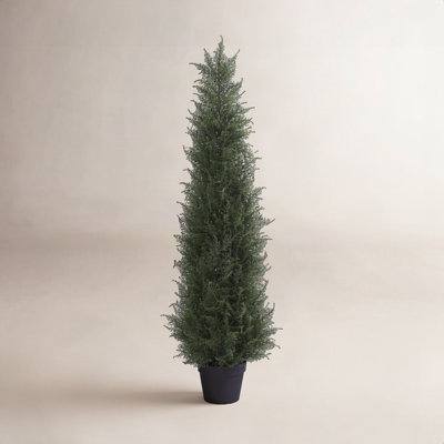 Adcock Cypress Topiary in Pot