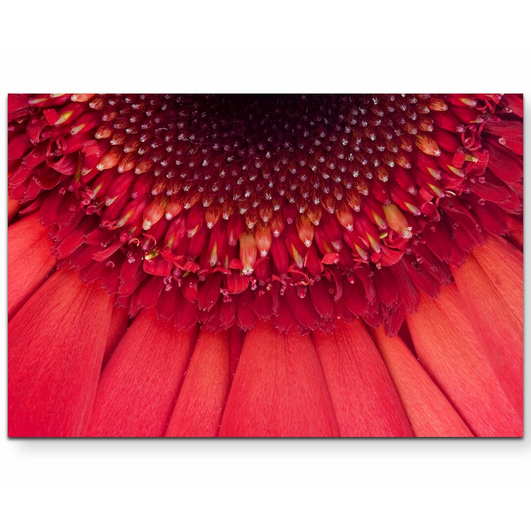 Leinwandbild Wunderschöne rote Gerbera – Nahaufnahme