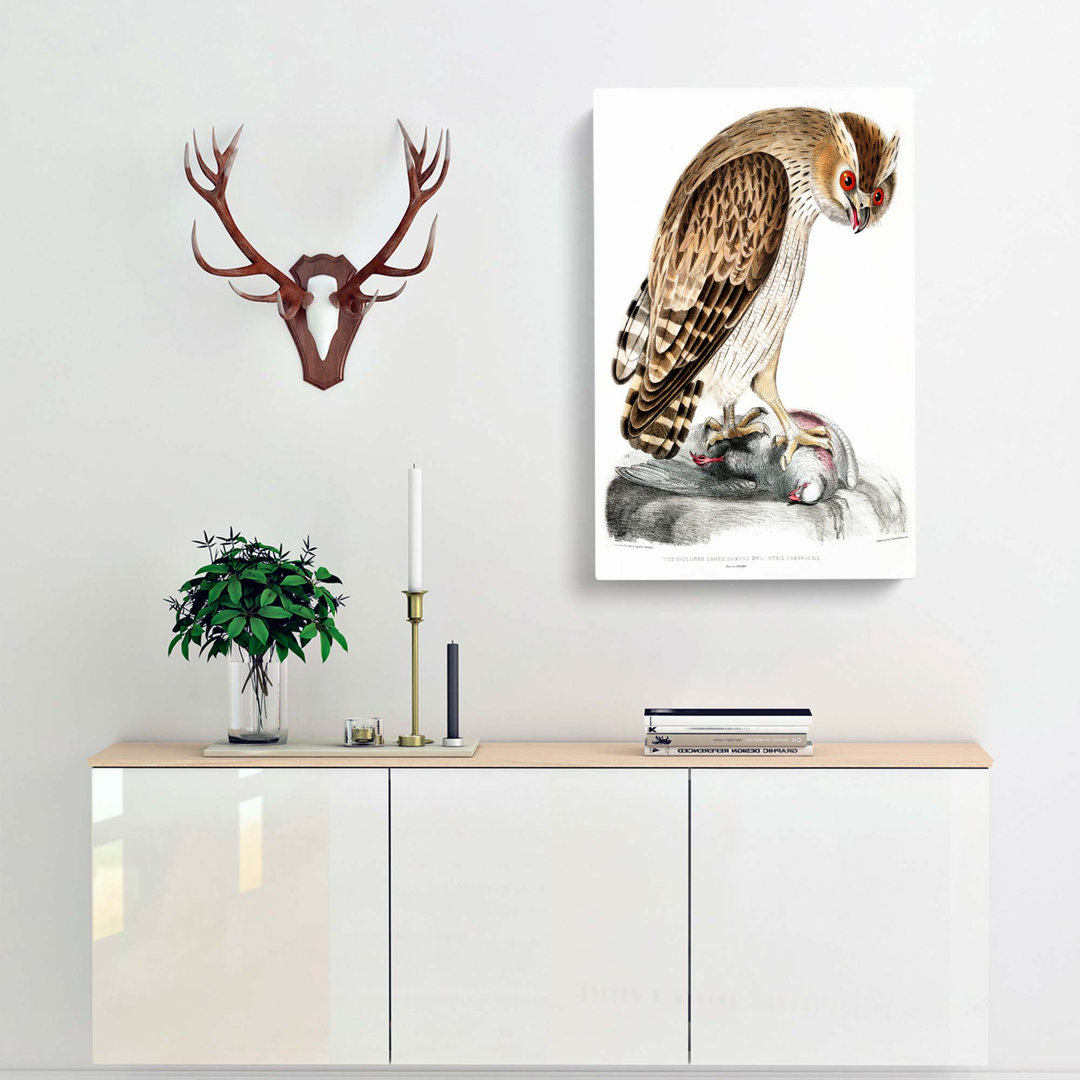 Horned Owl by John Edward Gray - Wrapped Canvas
