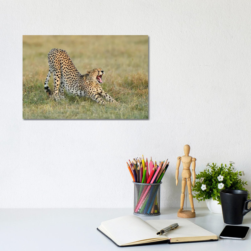 Steaching Cheetah by Elmar Weiss - Wrapped Canvas Print, 20.32cm H x 30.48cm W x 1.9cm D