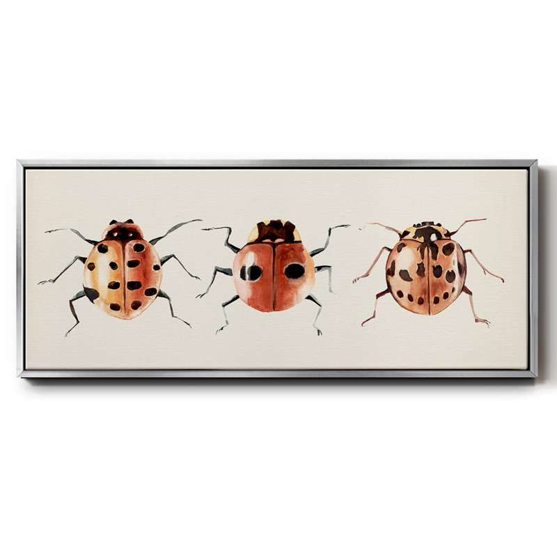 Coccinelle
