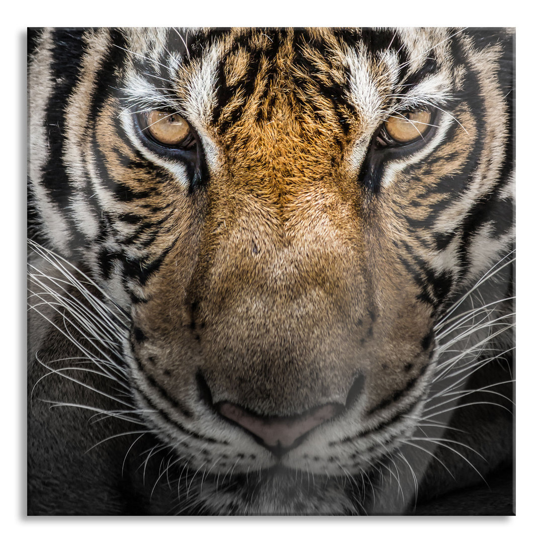 Glasbild Tiger mit hellbraunen Augen