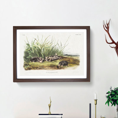 Shrew Mole by J.W. Audubon - Picture Frame Painting Print