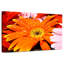 Marguerite orange Dewy-1957617968