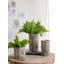 Ensemble de 2 pots à fleurs Fillmore 6,5 x 6,5 x 6,5 po, petit rond