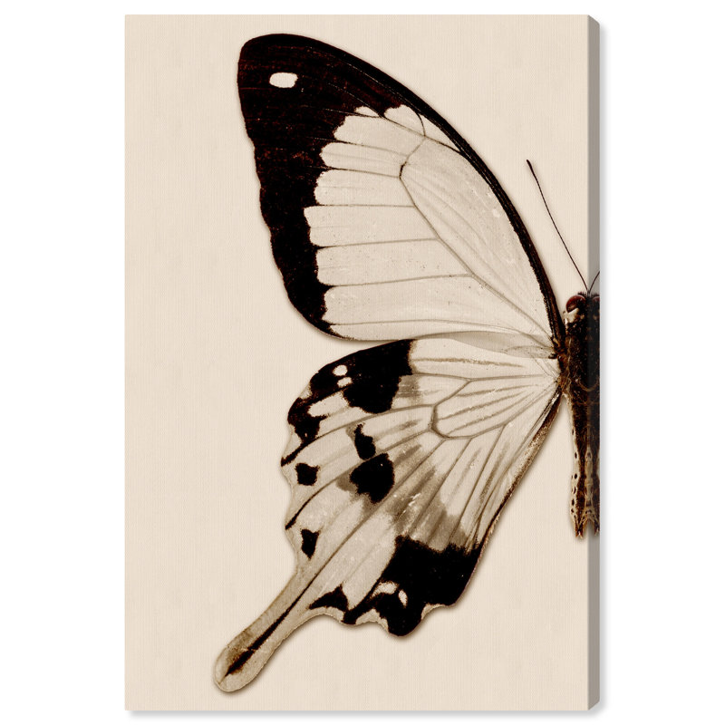 Animaux, papillon sépia I, insectes - Impression sur toile, H 45 po x l 30 po, Toile tendue